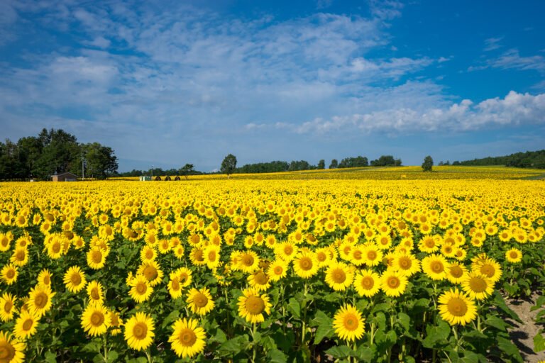🌻 호쿠류초 해바라기 마을(호쿠류초 히마와리노사토) 이미지 1